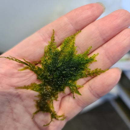 Mini Christmas Moss 5cm x 5cm portion - Nano Tanks Australia Aquarium Shop