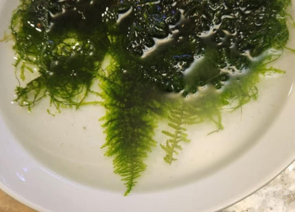 Mini Christmas Moss 5cm x 5cm portion - Nano Tanks Australia Aquarium Shop