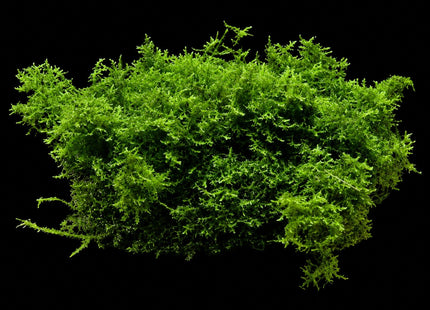 Mini Pellia / Coral Moss (Riccardia chamedryfolia) - Nano Tanks Australia