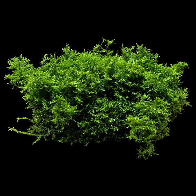 Mini Pellia / Coral Moss (Riccardia chamedryfolia) - Nano Tanks Australia