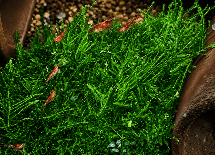 Mini Pellia Moss on plate - Nano Tanks Australia