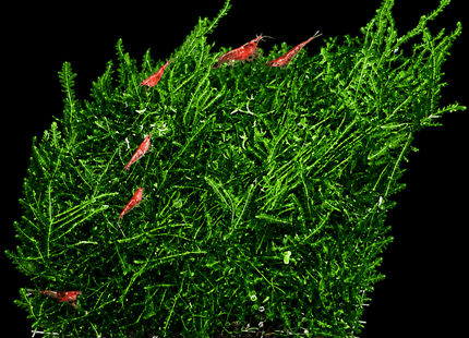 Mini Pellia Moss on plate - Nano Tanks Australia
