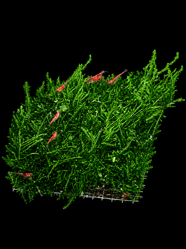 Mini Pellia Moss on plate - Nano Tanks Australia