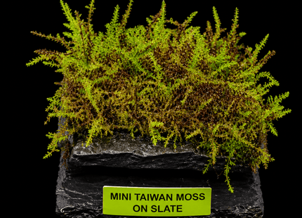 Mini Taiwan Moss on Slate - Nano Tanks Australia
