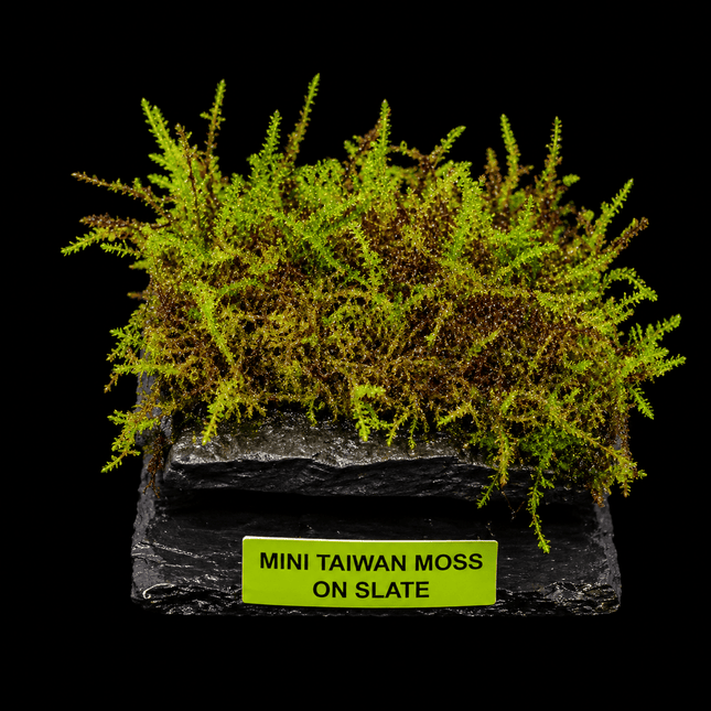 Mini Taiwan Moss on Slate - Nano Tanks Australia