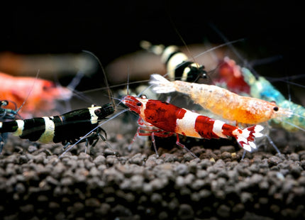Mischling Shrimp - Nano Tanks Australia