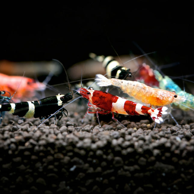 Mischling Shrimp - Nano Tanks Australia