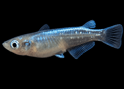 Miyuki Blue Medaka Rice Fish (Oryzias latipes) 2-3cm - Nano Tanks Australia