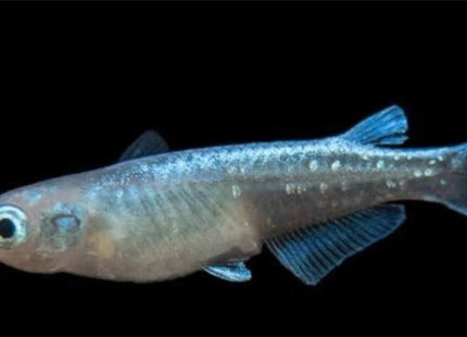 Miyuki Blue Medeka Rice Fish 2 - 3cm - Nano Tanks Australia Aquarium Shop