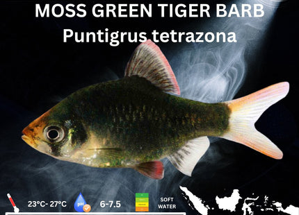 Moss Green Tiger Barbs Puntigrus tetrazona 2-4cm - Nano Tanks Australia Aquarium Shop