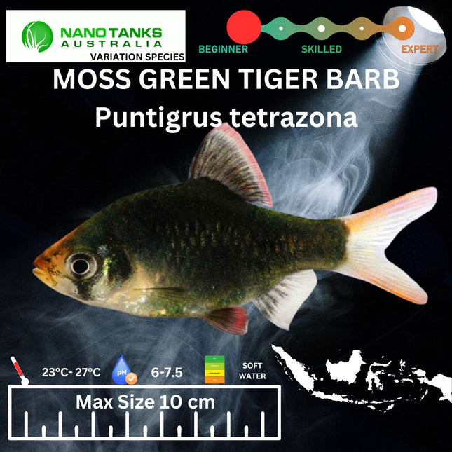 Moss Green Tiger Barbs Puntigrus tetrazona 2-4cm - Nano Tanks Australia Aquarium Shop