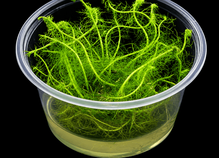 Myriophyllum simulans 'Milfoil' Tissue Culture - Nano Tanks Australia