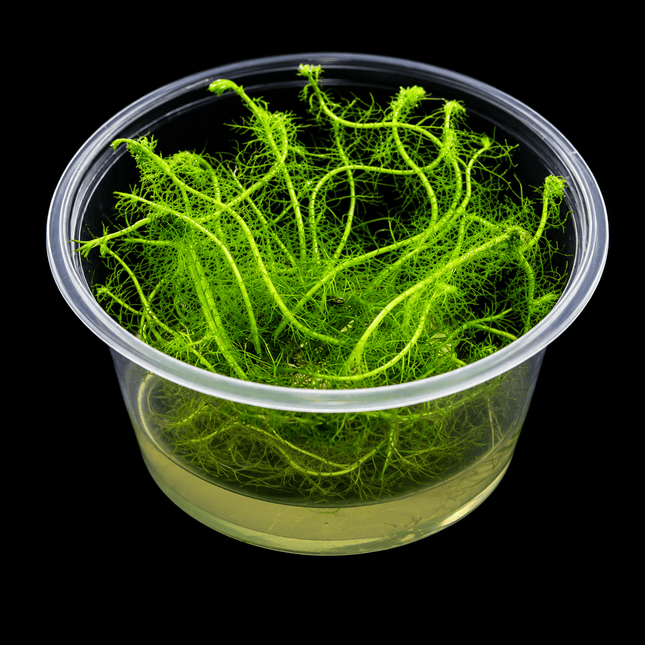 Myriophyllum simulans 'Milfoil' Tissue Culture - Nano Tanks Australia