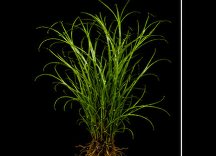 Needle Leaf Java Fern (Microsorum pteropus 'Needle Leaf') Loose - Nano Tanks Australia