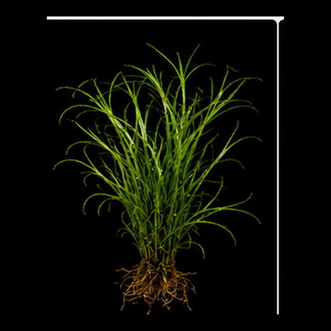Needle Leaf Java Fern (Microsorum pteropus 'Needle Leaf') Loose - Nano Tanks Australia
