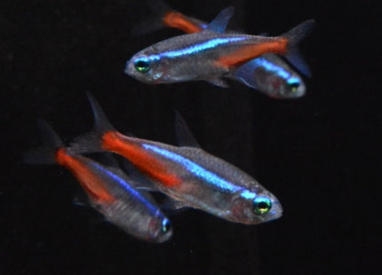 Neon Tetra 2 - 3cm - Nano Tanks Australia Aquarium Shop