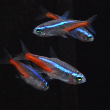 Neon Tetra 2 - 3cm - Nano Tanks Australia Aquarium Shop