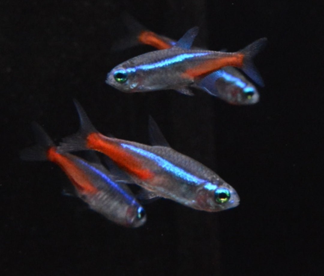 Neon Tetra 2 - 3cm - Nano Tanks Australia Aquarium Shop