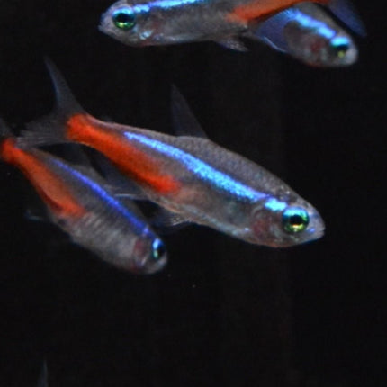 Neon Tetra 2 - 3cm - Nano Tanks Australia Aquarium Shop