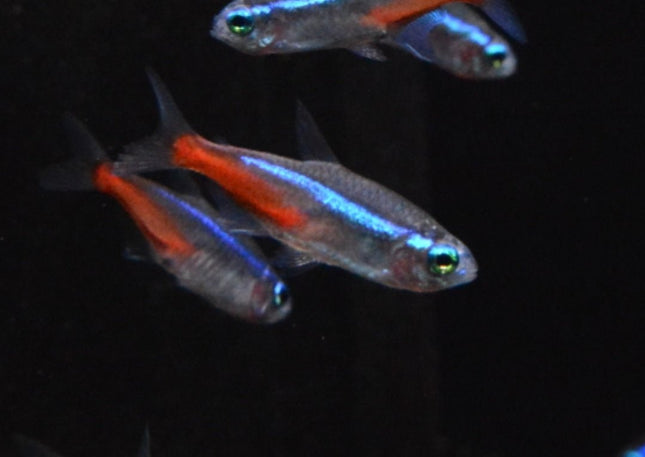 Neon Tetra 2 - 3cm - Nano Tanks Australia Aquarium Shop