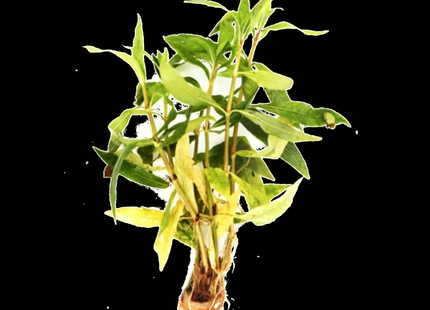 Nesaea triflora – 5 Stems ~10cm - Nano Tanks Australia