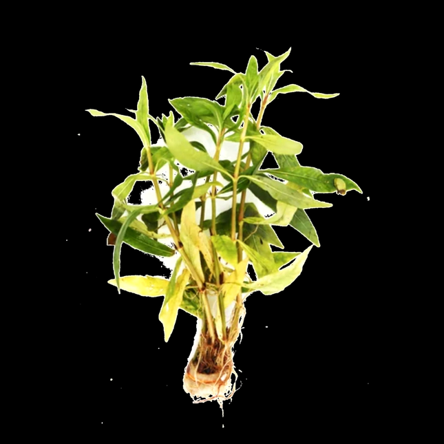 Nesaea triflora – 5 Stems ~10cm - Nano Tanks Australia