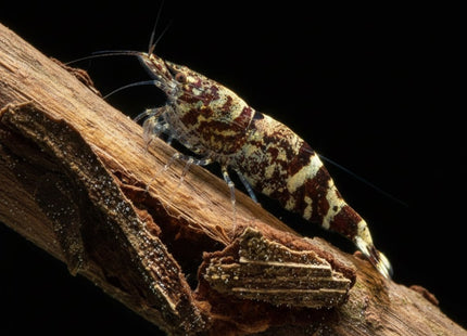 Ninja Shrimp Caridina Serratirostris 1-2cm - Nano Tanks Australia
