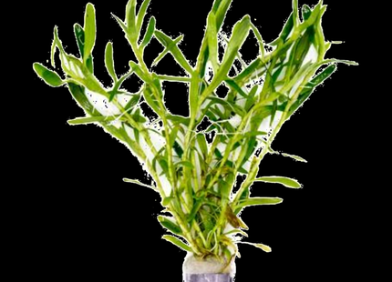 Nomaphila stricta 'Siamensis' – 5 Stems ~10cm - Nano Tanks Australia