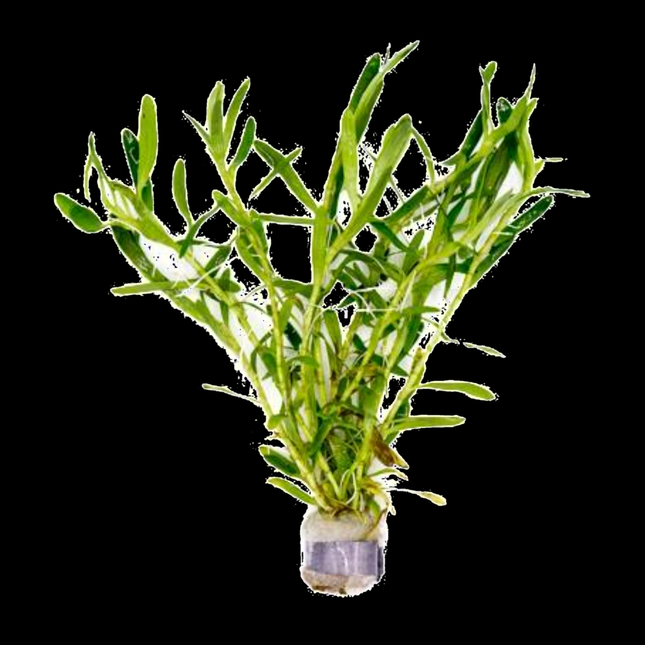 Nomaphila stricta 'Siamensis' – 5 Stems ~10cm - Nano Tanks Australia