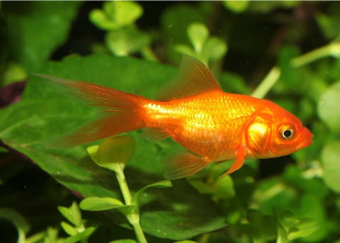 Nymph Goldfish 5 - 7cm - Nano Tanks Australia Aquarium Shop