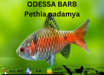 Odessa Barb Pethia Padamya 3cm - Nano Tanks Australia Aquarium Shop