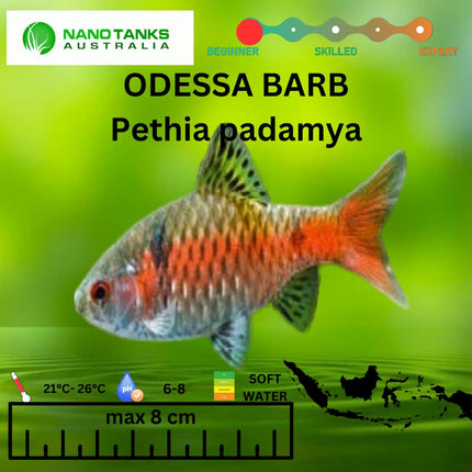 Odessa Barb Pethia Padamya 3cm - Nano Tanks Australia Aquarium Shop