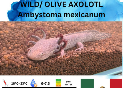 Olive/ Wild Axolotl 15cm **located offsite** - Nano Tanks Australia Aquarium Shop