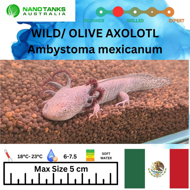 Olive/ Wild Axolotl 15cm **located offsite** - Nano Tanks Australia Aquarium Shop