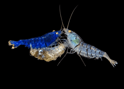 Orange Eye Tiger Shrimp (OEBT) - Nano Tanks Australia