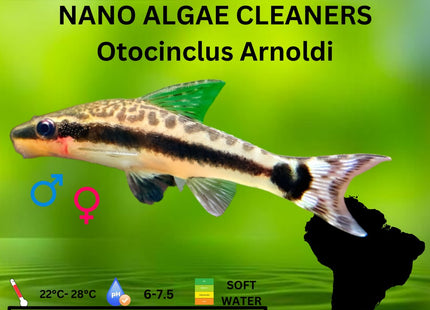 Otocinclus Arnoldi Great for Shrimp Tanks and Algae Control - Nano Tanks Australia Aquarium Shop
