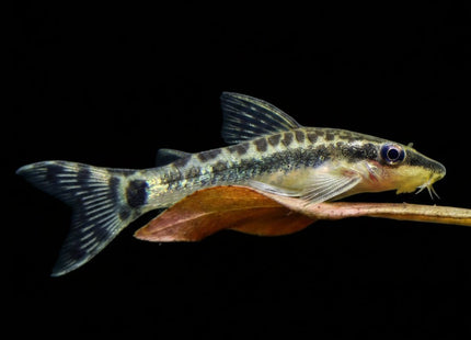 Otocinclus Arnoldi (Otocinclus arnoldi) - Nano Tanks Australia