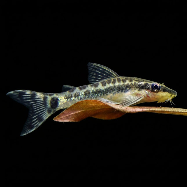 Otocinclus Arnoldi (Otocinclus arnoldi) - Nano Tanks Australia