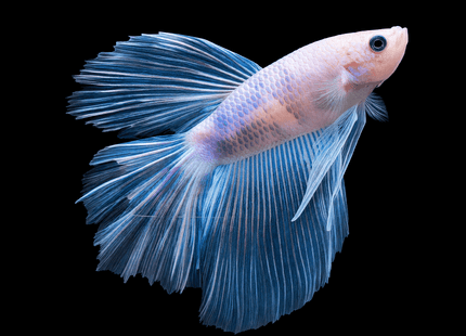 Pale White and Light-Blue Long-Finned Betta - Nano Tanks Australia