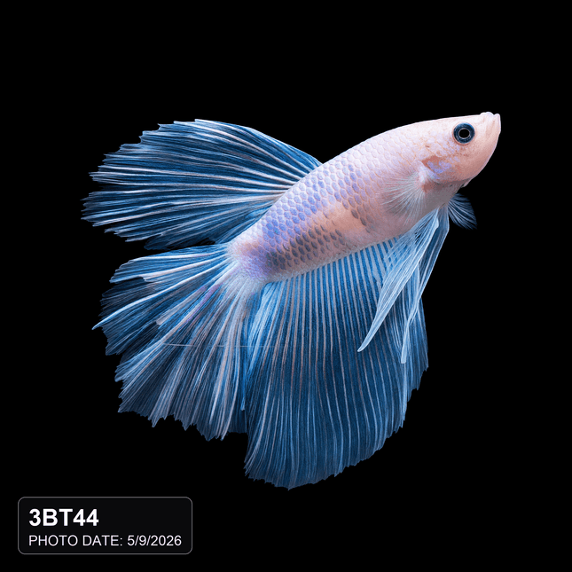Pale White and Light-Blue Long-Finned Betta - Nano Tanks Australia