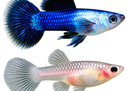 Panda Guppy - Nano Tanks Australia