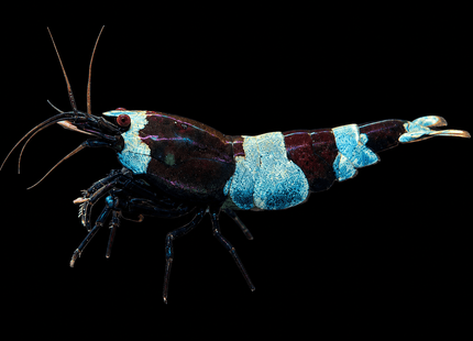 Panda Or Shadow Panda Crystal Shrimp 1-3cm - Nano Tanks Australia