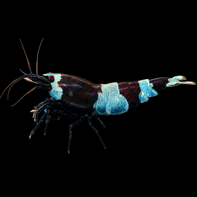 Panda Or Shadow Panda Crystal Shrimp 1-3cm - Nano Tanks Australia
