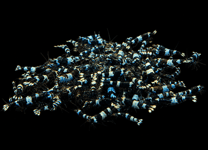 Panda Or Shadow Panda Crystal Shrimp 1-3cm - Nano Tanks Australia