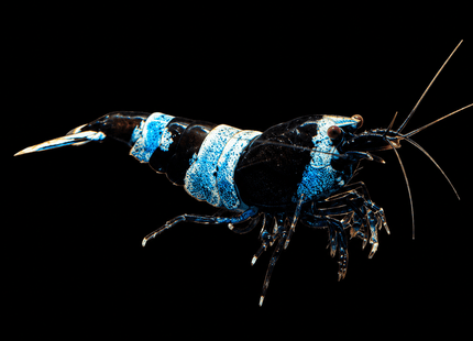 Panda Or Shadow Panda Crystal Shrimp 1-3cm - Nano Tanks Australia