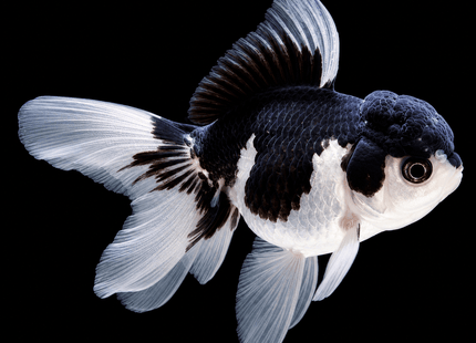 Panda Oranda 9cm - Nano Tanks Australia