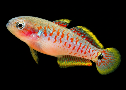 Peacock Gudgeon (Tateurndina ocellicauda) - Nano Tanks Australia
