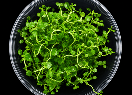 Pennywort / Creeping Jenny (Lysimachia nummularia) Tissue Culture - Nano Tanks Australia
