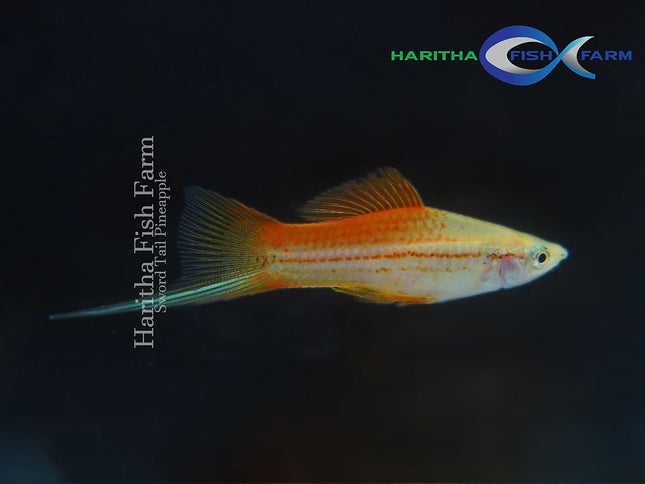 Pineapple Swordtail 3-6cm - Nano Tanks Australia