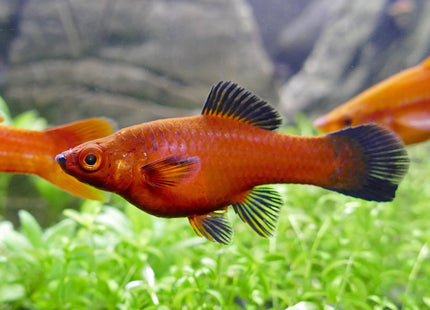 Pineapple Wagtail Swordtail 3-6cm - Nano Tanks Australia
